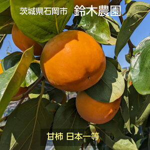 ` Ê` yΉ ؔ_z ̊` xL` iFX 3.5kg 2L 14 錧Ήs s10/{`11/{oׁt