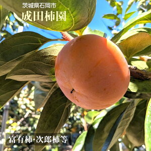 ` Ê` yc`z ₳Ƃ̊` xL`EY` 3.5kg L 16 錧Ήs s11/{`11/{oׁt