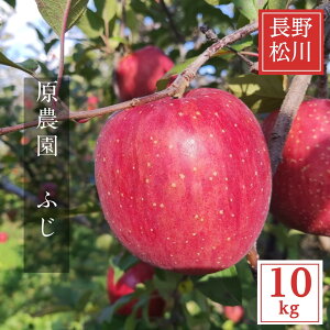  y _ z S Tӂ 10kg 30`36 p 쌧 쒬 ӂ s11/{`12/{oׁt