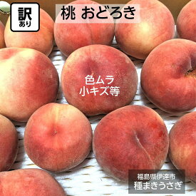 早期予約割引き/【種まきうさぎ】硬い 桃 おどろき 訳あり品 家庭用 3kg 福島県 《8月上旬～8中旬出荷 指定日不可》