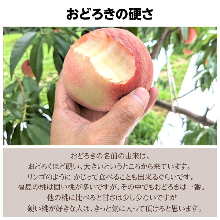 楽天市場】桃 【種まきうさぎ】硬い おどろき 2kg（5～6個） 福島県 