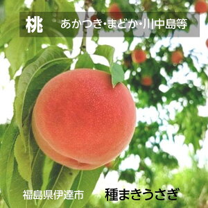 �� �y��܂��������z ������ �܂ǂ� �쒆���� 3kg 7�`12�� ������ �ɒB�s �����p �v���[���g ���� �����̓� �s7/���{�`8/��{���o�ׁt