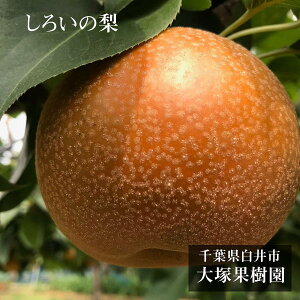  y ˉʎ z ̗ 5kg 10`16 p 낢̗ tss9/{`9/{oׁt