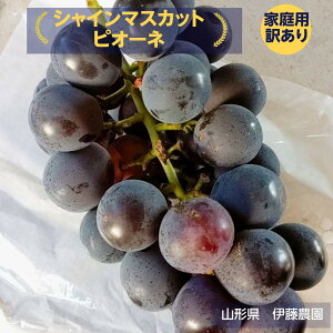 Ԃǂ yɓ_z  VC}XJbg sI[l 1.5kg 2`3[ 󂠂 ƒp R` s9/{`9/{oׁt t[c ʕ