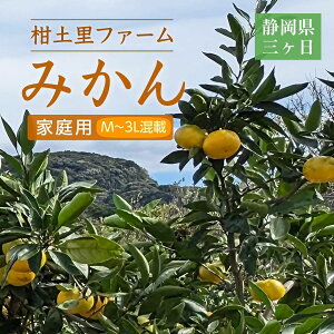 みかん 【柑土里ファーム】 三ヶ日みかん 青島 4kg M~3L混載 家庭用 糖度12度前後 静岡県 三ヶ日 《1/下旬〜2/上旬より出荷開始》
