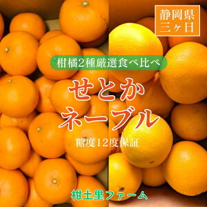 柑橘 【柑土里ファーム】 せとか ネーブル 2種類入り 3.5kg センサー 糖度12度 静岡県三ケ日《3/下旬〜4/上旬より出荷》
