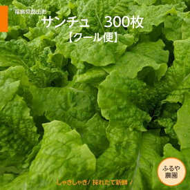 サンチュ 【ふるや農園】 クール便 300枚 業務用 福島県 当日収穫 新鮮