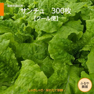 T` yӂ_z N[ 300 Ɩp  n VN