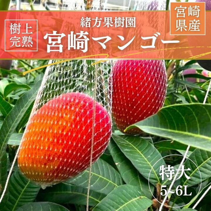 楽天市場】マンゴー 【緒方果樹園】 完熟マンゴー 特大 5～6L 1個 600g 