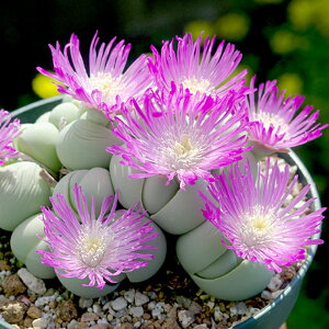 MoGE Rvgj[ ƍ̎25  ͔|@t A sN Aʔ Ac  A  c c ̔ N NA ϗtA Zbg K[fjO 