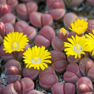 g\vX 50 gI[u Lithops olivacea red olive ƍ̎  ͔|t  4X   炭 A  CeAO[  A  F Aʔ A