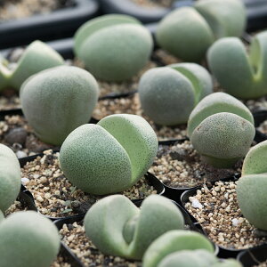 q 25 vCIXsX  ƍ̎ Pleiospilos nelii  ͔| Ǘt   炭 A  ʌ` Z CeAO[  A   IW Aʔ 