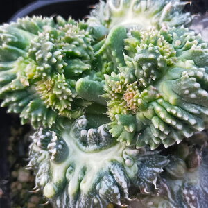 tH[JA { ǂƂƍ̎25 30JEgiFaucaria Dotou Super Wartyj ϗtA  q A̎ ϗtAʔ  A tH[JA K[fjO | CeA K[fj