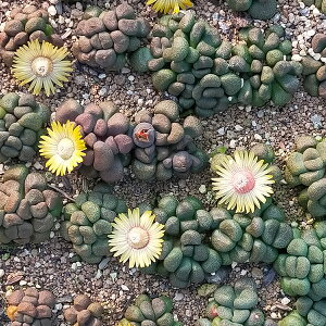 Aloinopsis schooneesii   򍪐A ƍ̎25 CmvVX XN[lV[ ϗtA  q Ԃ̎  F ̔  A K[fjO | CeA CeAO[