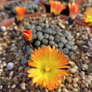 フェネストラリア ファイアワース 自家採種 40粒 朱弦玉 実生 メセン 女仙 多肉植物 種 黄色 イエロー オレンジ 花 多年草 花種 多肉販売 オーランティアカ ハマミズナ科 花の種 メセン種子