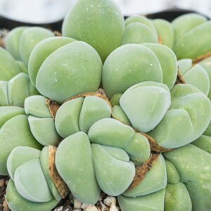 MoGE fBXp[  ƍ̎ 25i30JEgj ͔|t  4X  A c A n}~Yi Z O[ sN  N Ac c 