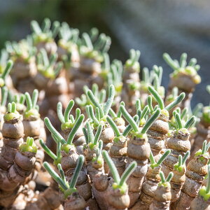 jA jtH~X 25 2025H 藦90% ƍ̎ 25i30j    ݂  A  A n}~Yi Z O[  N  Ac 