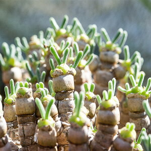 jA10܂Zbgi 2025N̎픭90JEg12j̐[傫Ȕ