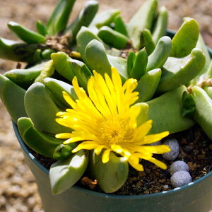 25 Ob`tB@ԁitOXjƍ̎@E͔|t@  lC ϗtA  q ϗtAʔ  A K[fjO | CeA CeAO