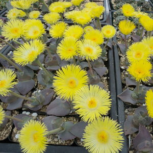 PChvVX ĖP ƍ̎ q 25iJEg30j 4X  A c A n}~Yi Z q O[ F  N ~j  Ac c 