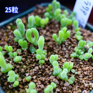 「25粒」モニラリア モニリフォルミス 自家採種 播種セット 実生 栽培説明書付 多肉 植物 観葉植物 可愛い ミニサイズ 観葉 小さい セット 多肉植物 土 配合 販売 育成 キット 多肉植物用鉢