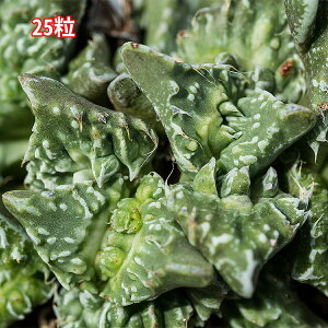 tH[JA { ǂƂƍ̎25 30JEgiFaucaria Dotou Super Wartyj ϗtA  q A̎ ϗtAʔ  A tH[JA K[fjO | CeA K[fj