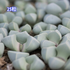 25 s_A  ƍ̎  ͔|ti30JEgj   A N n}~Yi   A   炭 AtJa 킢 N  Z