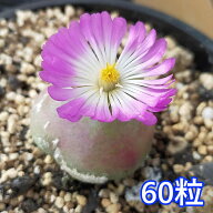 コノフィツム ブルゲリ種子 60粒 自家採種 発芽 70％ 実生 ピンク 花 観葉植物 種 種子 花の種 おしゃれ …