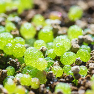 RmtBc uQ ƍ̎ 60 ܂Zbg ԉ  Lbg  sN  lC  ϗtA  琬Lbg q ϗtAʔ  A K[fjO | CeA Ce