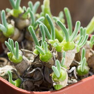 モニラリア　モリニフォルミス自家採種15粒 発芽率90% 1200円〒込（四種郵便)2025秋 自家採種 実生 送料…