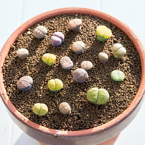 g[vX~bNXq60 ܂Zbgi|{yEtjJt