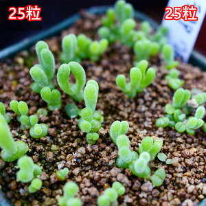 jA jtH~X 25 2025H 藦90% ƍ̎ 25i30j    ݂  A  A n}~Yi Z O[  N  Ac 