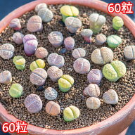 リトープス ミックス 種子 60粒 種まき セット （培養土・鉢付） リトープス種 実生 希少 レア 観葉植物 …