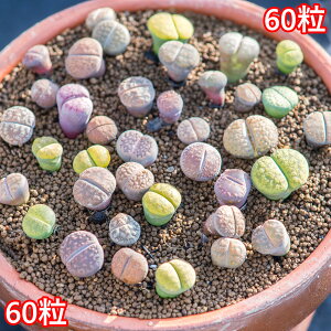 g[vX~bNXq60 ܂Zbgi|{yEtjJt