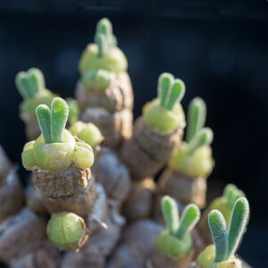 jA jtH~X 30@2025N 藦90% ƍ̎    ݂  A  A n}~Yi Z O[  N  Ac c 