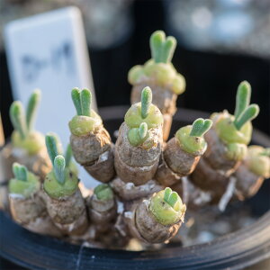 ��܂��Z�b�g�u30��!!�v25�N���ƍ̎�90������@���j�����A ���j���t�H���~�X ���ƍ̎� �͔|�������t ���� �A�� �ϗt�A�� ���� ������ �݂� �e �����A�� �y �z�� �̔� �琬 �L�b�g �����A���p