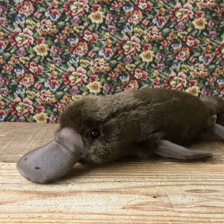 楽天市場 簡易ラッピングでお届け ハンサ Hansa カモノハシ40 ぬいぐるみ 鴨嘴 かものはし ぬいぐるみ リアル 本物 そっくり ペット ニニアンドキノ