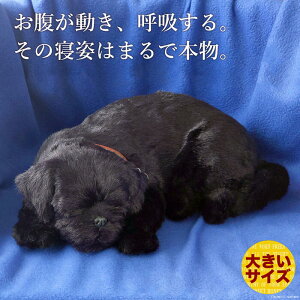 悤Ɍċz p[tFNgybg (TCY) pO () ʂ A {   ybgX  Mtg v[g 蕨 CeA Ϗܗp jjAhLm