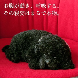 眠るように呼吸する パーフェクトペット (小サイズ) トイプードル (黒・ブラック) ぬいぐるみ リアル 本物そっくり 犬 癒し ペットロス 高級 ギフト プレゼント 贈り物 インテリア 観賞用 ニニアンドキノ