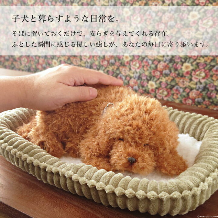 楽天市場】ニニアンドキノ パーフェクトペット (小サイズ) トイ 