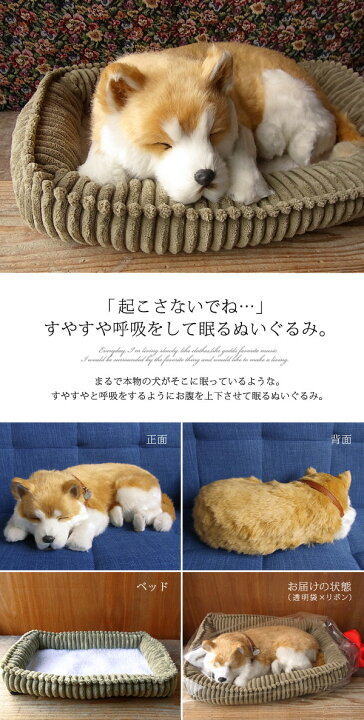 楽天市場】眠るように呼吸する パーフェクトペット (大サイズ) 柴犬 