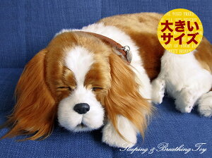 悤Ɍċz p[tFNgybg (TCY) LoA ʂ A {   ybgX  Mtg v[g 蕨 CeA Ϗܗp jjAhLm