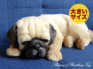 悤Ɍċz p[tFNgybg (TCY) pO (tH[) ʂ A {   ybgX  Mtg v[g 蕨 CeA Ϗܗp jjAhLm