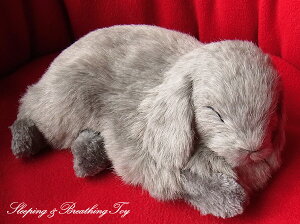 悤Ɍċz p[tFNgybg (TCY) ETM bvC[ (O[) ʂ A { ETM  ybgX  Mtg v[g 蕨 CeA Ϗ