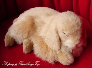 悤Ɍċz p[tFNgybg (TCY) ETM bvC[ (x[W) ʂ A { ETM  ybgX  Mtg v[g 蕨 CeA 