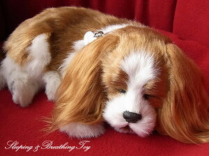 悤Ɍċz p[tFNgybg (TCY) LoA ʂ A {   ybgX  Mtg v[g 蕨 CeA Ϗܗp jjAhLm