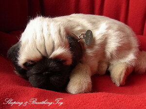 悤Ɍċz p[tFNgybg (TCY) pO (tH[) ʂ A {   ybgX  Mtg v[g 蕨 CeA Ϗܗp jjAhLm