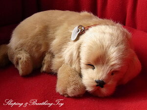 悤Ɍċz p[tFNgybg (TCY) go[ ʂ A {   ybgX  Mtg v[g 蕨 CeA Ϗܗp jjAhLm