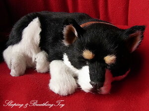 悤Ɍċz p[tFNgybg (TCY) Č () ʂ A {   ybgX  Mtg v[g 蕨 CeA Ϗܗp jjAhLm