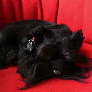 悤Ɍċz p[tFNgybg (TCY) XReBbVeA ʂ A {   ybgX  Mtg v[g 蕨 CeA Ϗܗp jjA